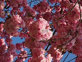 櫻花,日本櫻花,氣味