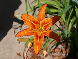 黃花菜,百合,花