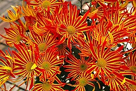 菊花,噴霧媽媽,鮮花