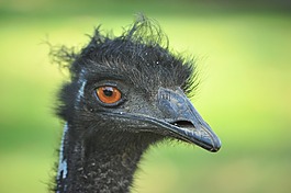 鴕鳥(niǎo),鳥(niǎo),野生動(dòng)物