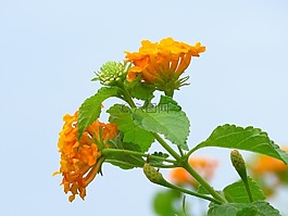 花,黃色,花園