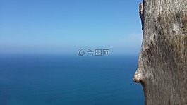 樹,海,假日