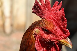 公雞,帕吉,動物