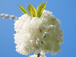 櫻花,白,櫻桃