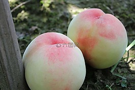 水蜜桃,水果新鮮,新鮮水蜜桃