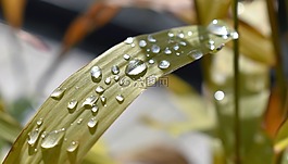 一滴水,性質(zhì),雨滴
