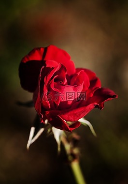 玫瑰,紅,花