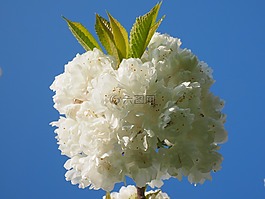 櫻花,白,櫻桃
