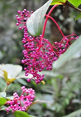 花,漿果,植物