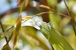 一滴水,性質(zhì),雨滴