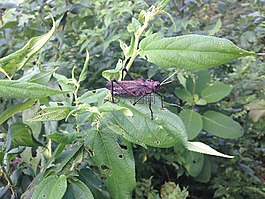 蚱蜢,棕色,昆蟲