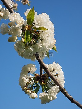 櫻花,白,櫻桃