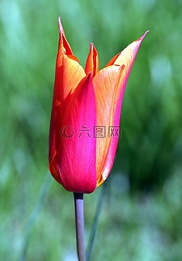 郁金香,花,春天