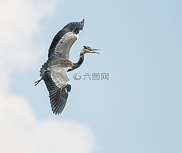 蒼鷺,動物,性質(zhì)