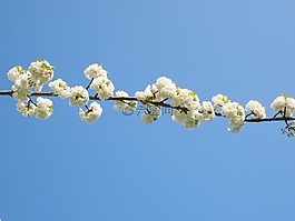 櫻花,白,櫻桃