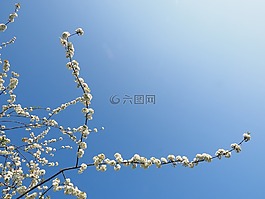 櫻花,白,櫻桃