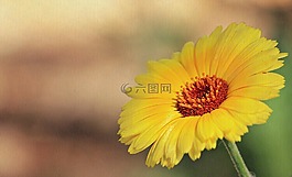 玛格丽特,花,黄marguerites