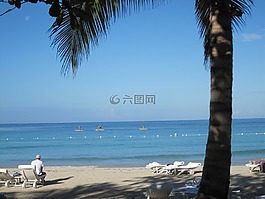 海洋,棕榈树,热带
