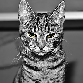 貓,寵物,動物