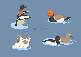 鴨子,鳥類,動物