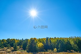 秋,森林,黃色