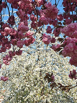 櫻花,日本櫻花,氣味