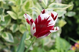 性質(zhì),花,春天的花朵