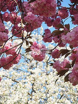 櫻花,日本櫻花,氣味