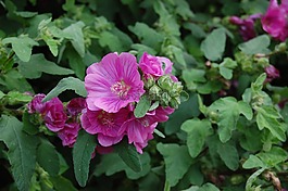 開花,芙蓉,花