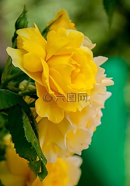 花,玫瑰,開花