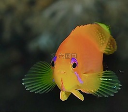 魚,水,海