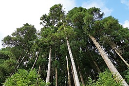 森林,綠色,亞速爾群島
