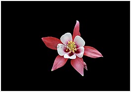 花,光,顏色