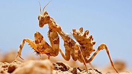 amantide,昆蟲,性質(zhì)