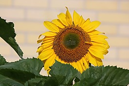向日葵,花,黃色