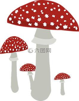 飛木耳,菌類,蘑菇