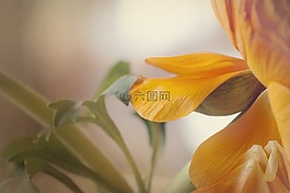 毛茛屬植物,開花,花瓣