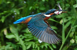 翠鳥,鳥,捕魚