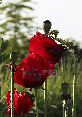 鮮花,罌粟,開花
