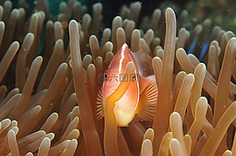 魚,海洋,海
