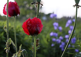罌粟,花,紅色