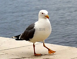 鳥,海鷗,海灘