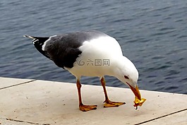 鳥,海鷗,海灘