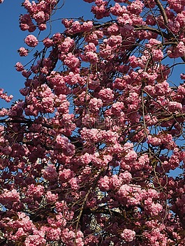 櫻花,日本櫻花,氣味