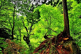森林,山,木材