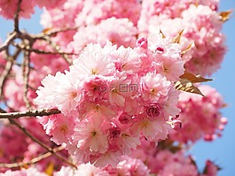 櫻花,日本櫻花,氣味