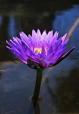 花,植物,自然