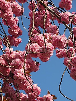 櫻花,日本櫻花,氣味