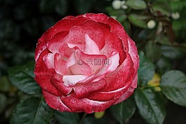 花,玫瑰,開花