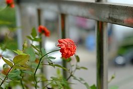 玫瑰,清新,心情